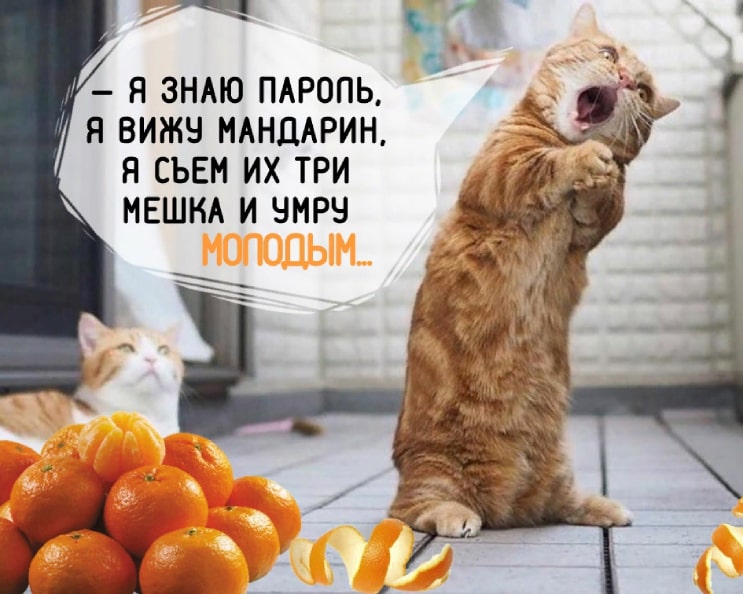 Не будь как котик, ешь по два мешка и будь счастлив